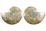 Cut & Polished Ammonite Fossil - Madagascar #364768-1